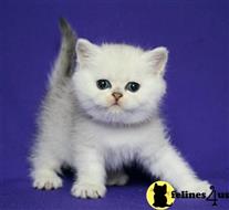 scottish fold kitten posted by ScottishFoldUSA