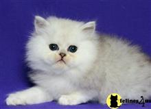 scottish fold kitten posted by ScottishFoldUSA