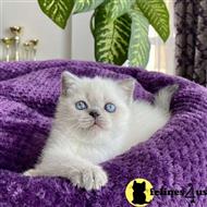 scottish fold kitten posted by ScottishFoldUSA