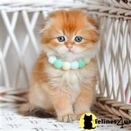 scottish fold kitten posted by ScottishFoldUSA