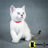 scottish fold kitten posted by ScottishFoldUSA