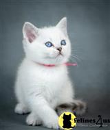 scottish fold kitten posted by ScottishFoldUSA