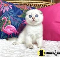 scottish fold kitten posted by ScottishFoldUSA