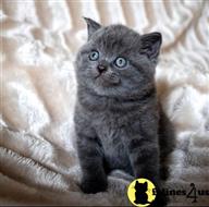 Scottish Fold