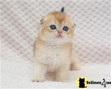 Scottish Fold