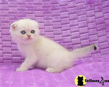 Scottish Fold