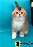 Scottish Fold