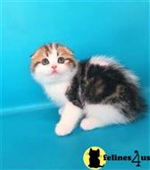 Scottish Fold