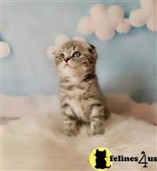 Scottish Fold