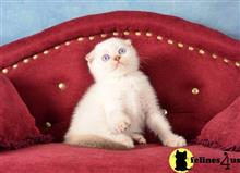 Scottish Fold