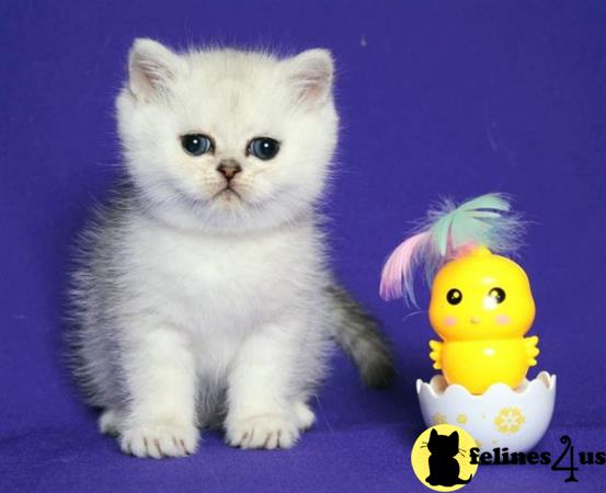 Scottish Fold kitten for sale