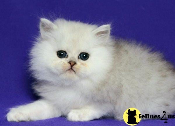 Scottish Fold kitten for sale