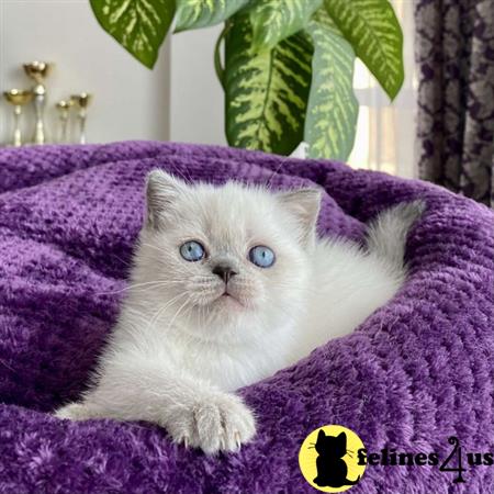 Scottish Fold kitten for sale