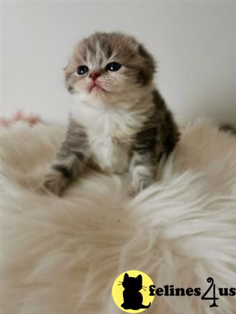 Scottish Fold kitten for sale