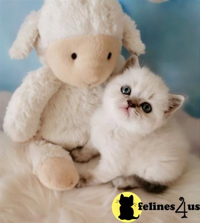 Scottish Fold kitten for sale