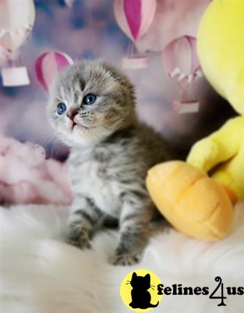 Scottish Fold kitten for sale