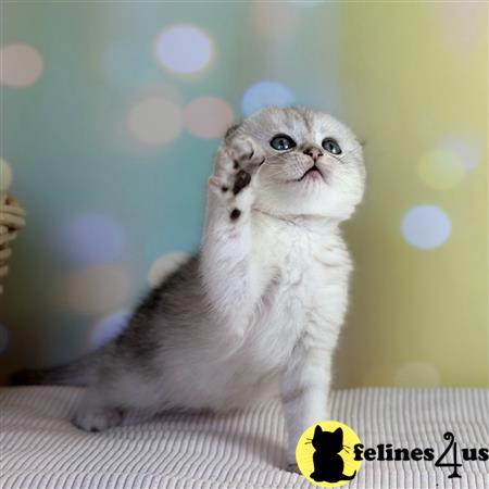 Scottish Fold kitten for sale