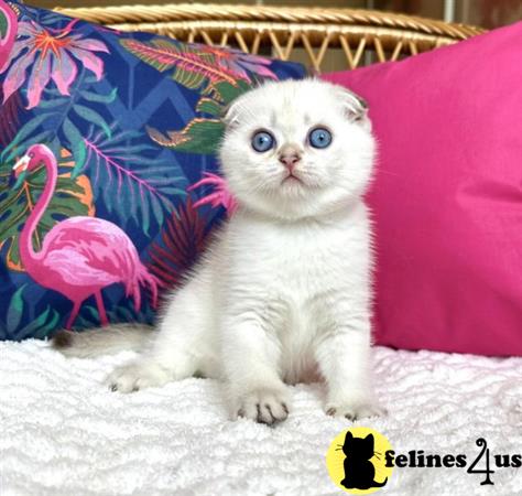 Scottish Fold kitten for sale