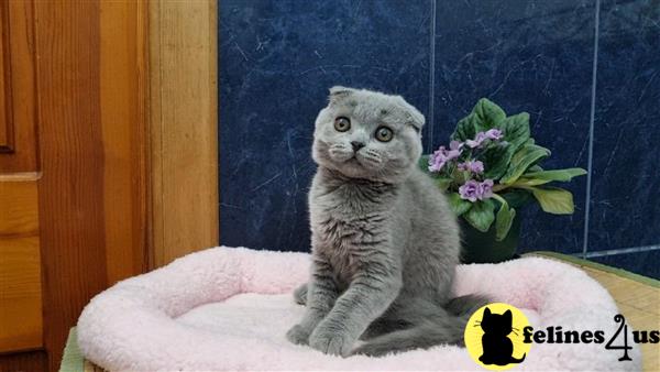 Scottish Fold kitten for sale