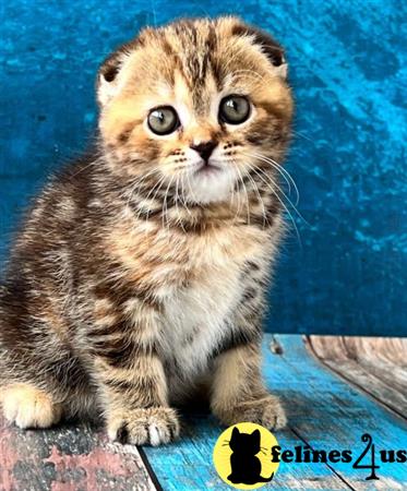 Scottish Fold kitten for sale