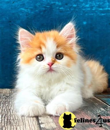 Scottish Fold kitten for sale