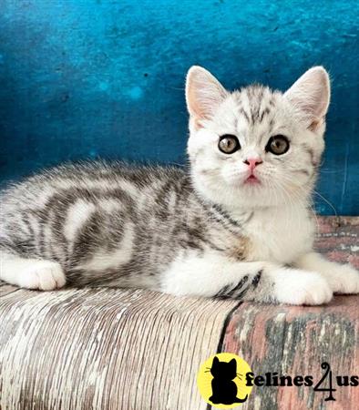 Scottish Fold kitten for sale