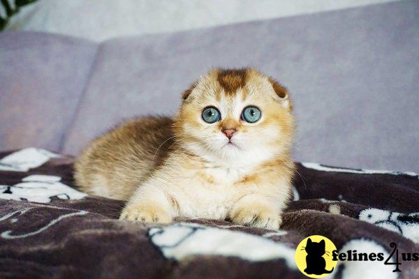 Scottish Fold kitten for sale