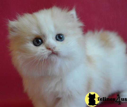 Scottish Fold kitten for sale