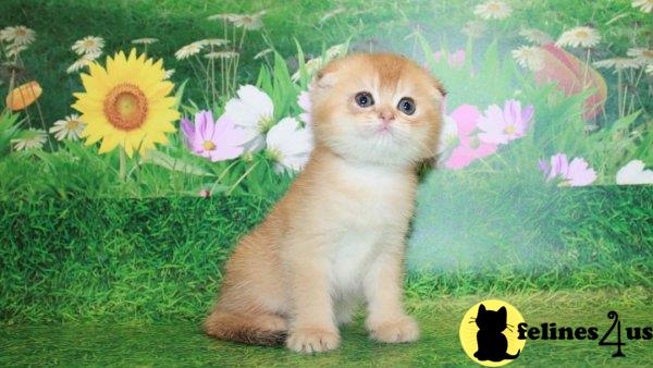 Scottish Fold kitten for sale