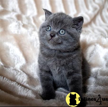 Scottish Fold kitten for sale