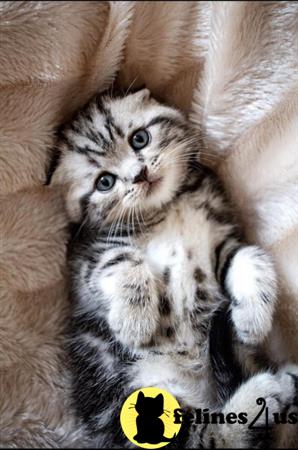 Scottish Fold kitten for sale