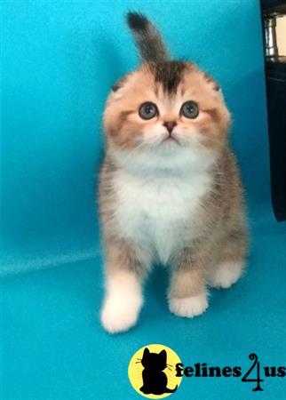 Scottish Fold kitten for sale