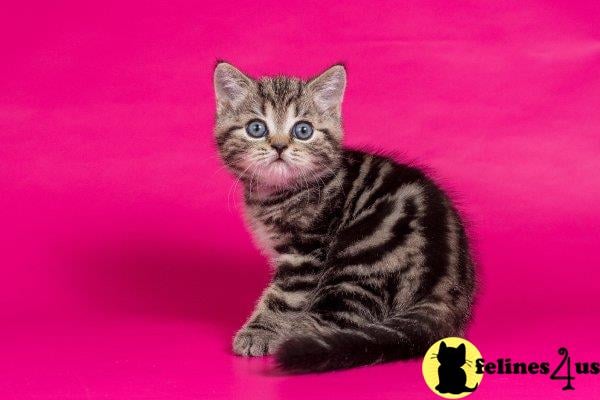 Scottish Fold kitten for sale