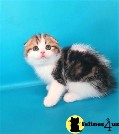 Scottish Fold kitten for sale