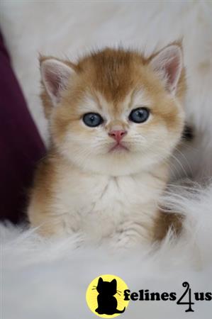 Scottish Fold kitten for sale