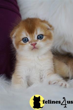 Scottish Fold kitten for sale