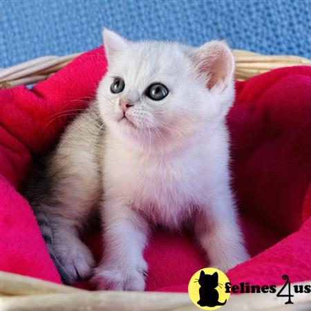 Scottish Fold kitten for sale