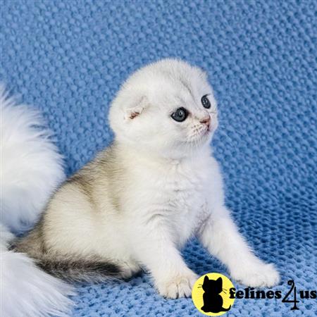 Scottish Fold kitten for sale