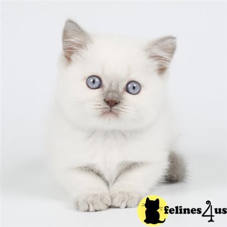 Scottish Fold kitten for sale