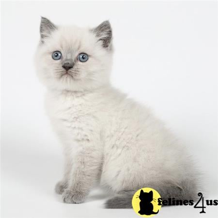 Scottish Fold kitten for sale