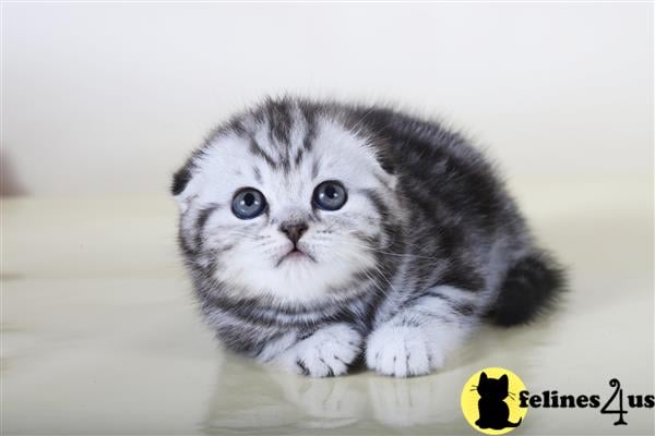 Scottish Fold kitten for sale