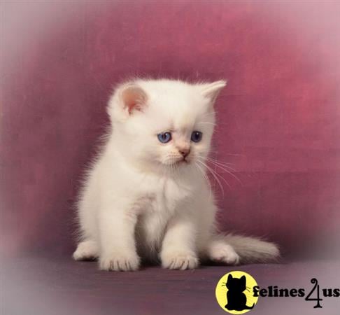 Scottish Fold kitten for sale