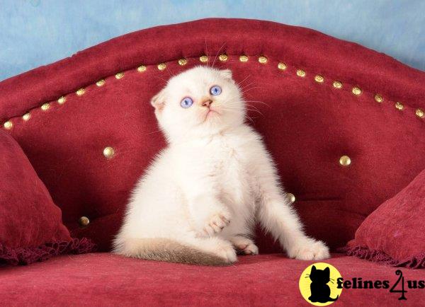 Scottish Fold kitten for sale