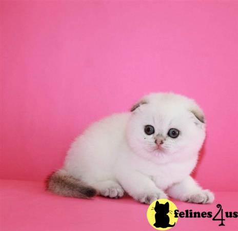 Scottish Fold kitten for sale