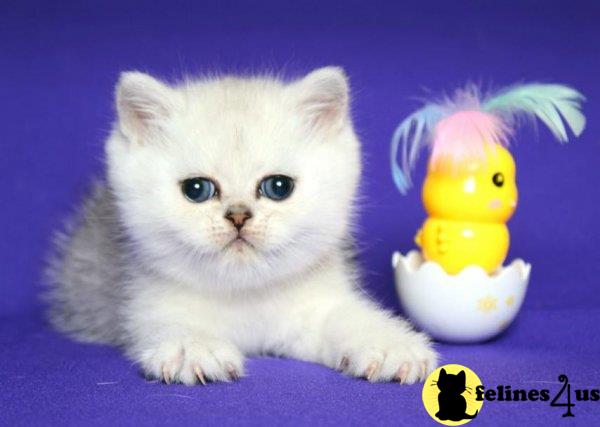 Scottish Fold kitten for sale