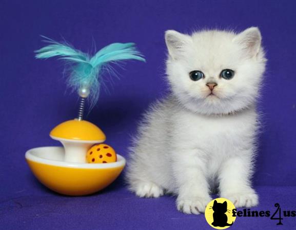 Scottish Fold kitten for sale