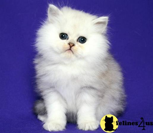 Scottish Fold kitten for sale