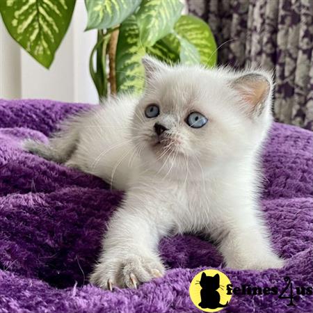 Scottish Fold kitten for sale