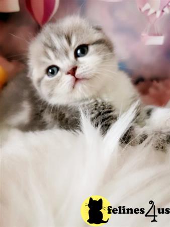 Scottish Fold kitten for sale