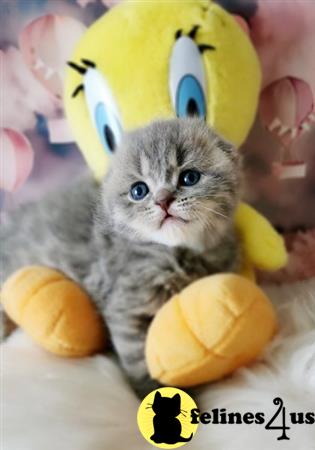 Scottish Fold kitten for sale